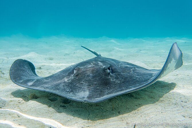 Snorkeling picnic in 4h30 with lunch in Tahiti - The Aquarium and its quiet wrecks