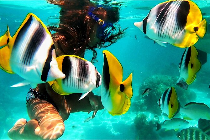 Snorkeling Tour in Moorea Aquatic Adventure Half Day - Guidance for Beginners and Experienced Snorkelers