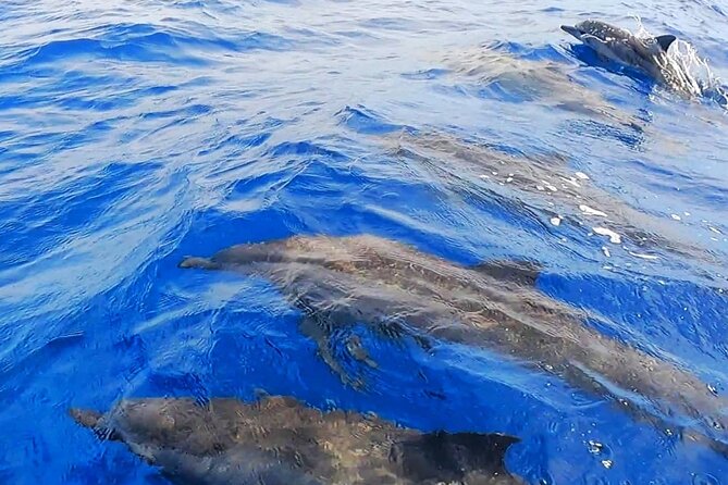 Snorkeling Tour in Moorea Aquatic Adventure Half Day - What the Four Hours Actually Give You