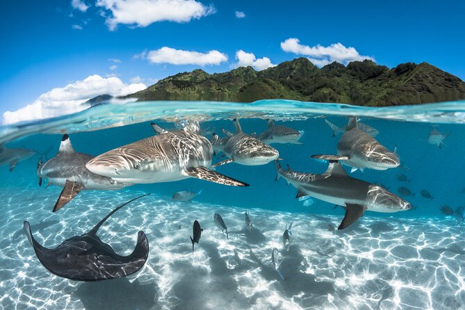Snorkeling Tour in Moorea Aquatic Adventure Half Day - Is $182.20 a Fair Price?