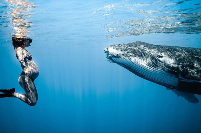Swim in Moorea with Humpback Whales and More - Why Moorea is a special place for whale watching