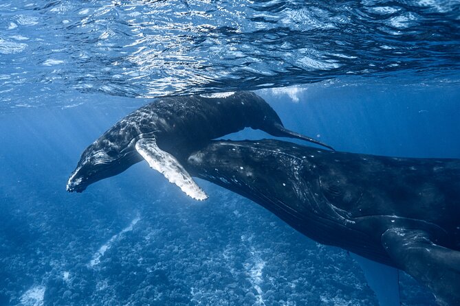 Swim in Moorea with Humpback Whales and More - The whale encounters you might see