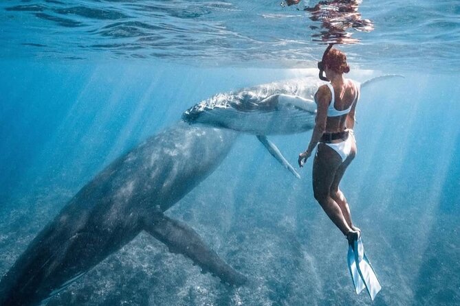 Swim in Moorea with Humpback Whales and More - The small-group advantage, with one detail to confirm