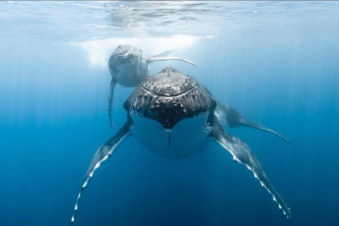 Swim in Moorea with Humpback Whales and More - What is included, and what you still need
