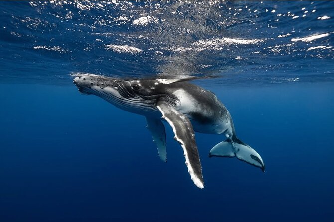 Swim in Moorea with Humpback Whales and More - Is $412.98 a fair price?