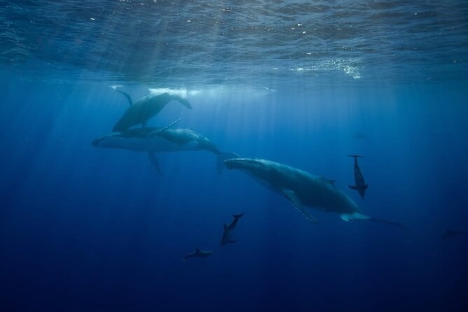 Swim in Moorea with Humpback Whales and More - Fitness, age, and comfort on the water