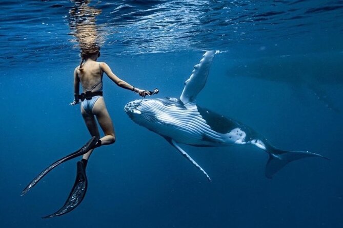 Swim in Moorea with Humpback Whales and More - What the four-hour outing is likely to feel like