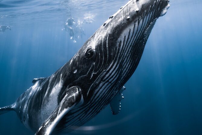 Swimming with Whales in Moorea (Half Day tour) - Why Moorea is a special place for whale swimming