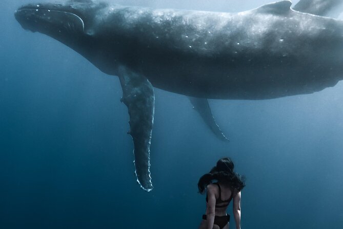 Swimming with Whales in Moorea (Half Day tour) - A small boat changes the feel of the experience
