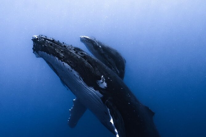 Swimming with Whales in Moorea (Half Day tour) - The guides and captain are a big part of the value