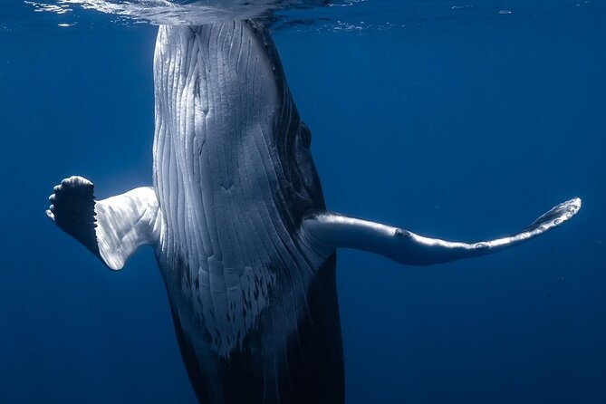 Swimming with Whales in Moorea (Half Day tour) - Whale encounters, dolphins, rays, and sharks