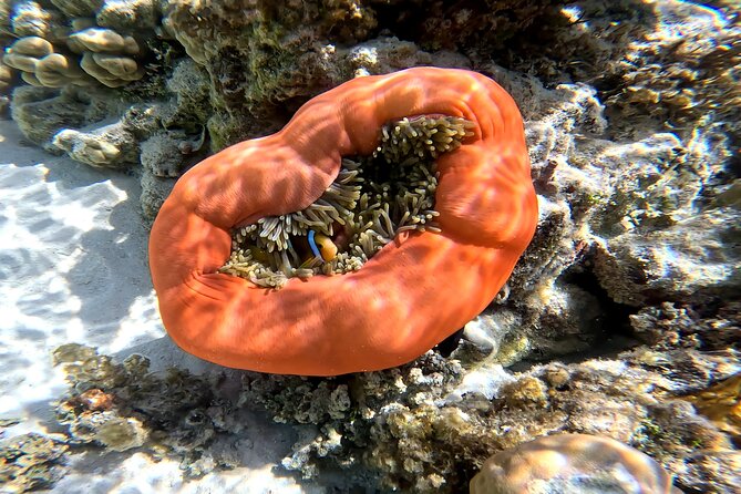 Tahaa Excursion in Electric Paddle Snorkeling Coral Garden - How much value do you get for $128.23?