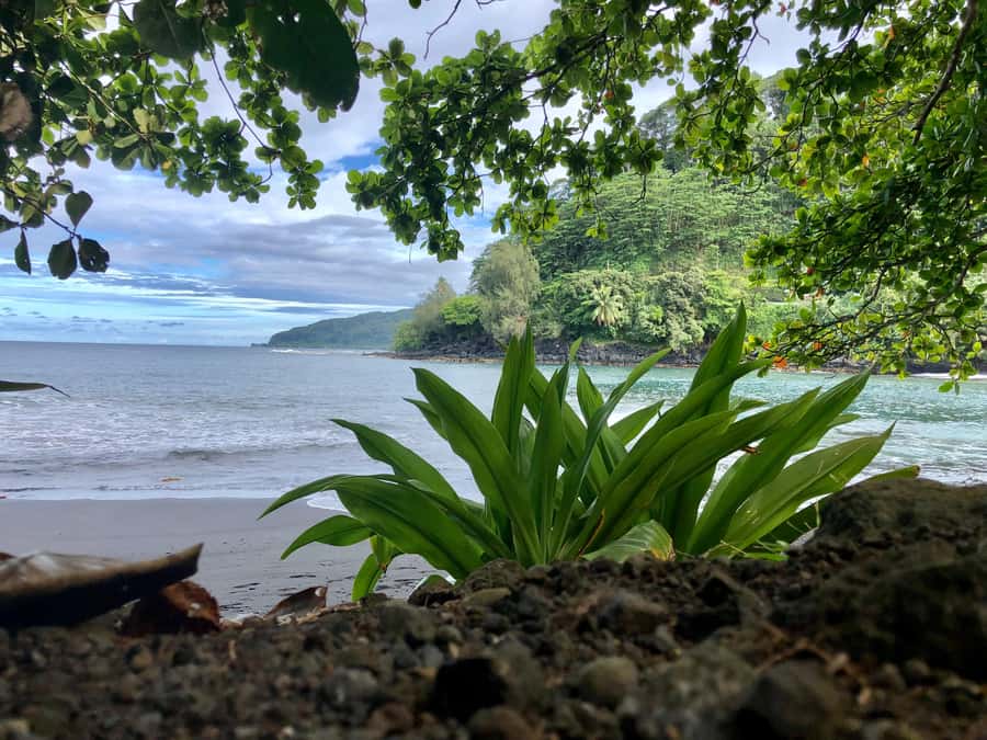 Tahiti: East or West coast tour (Half Day) - What four hours can and cannot do