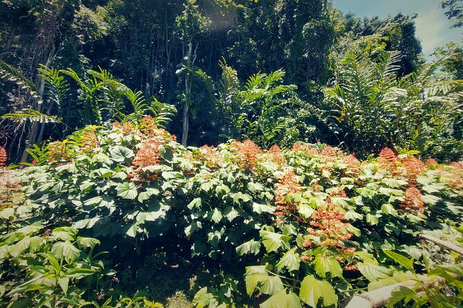 Tahiti Half Day Coastal Private Tour - Faarumai Waterfalls: The route’s big nature moment