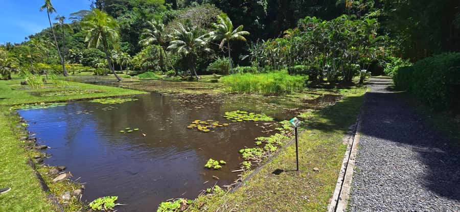 Tahiti Half Day Small Group Circle Tour - Waterfalls & Caves - Vaipahi Water Gardens offer an easy botanical walk