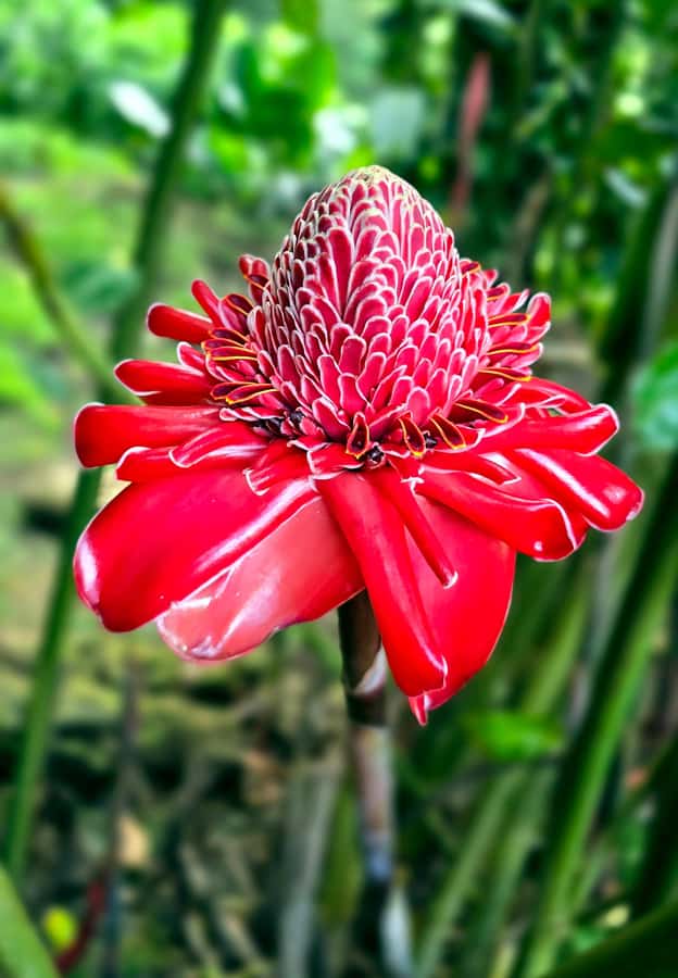 Tahiti Half Day Small Group Circle Tour - Waterfalls & Caves - Ta’ata Marae: begin with Tahiti’s sacred stones