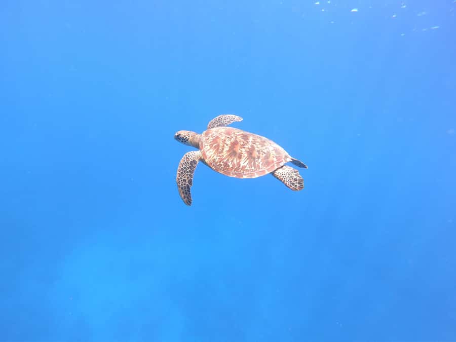 Tahiti island: 4 hours Snorkeling Tour - Key points at a glance