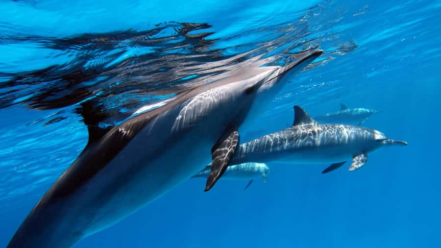 Tahiti island: 4 hours Snorkeling Tour - The Aquarium site and its strange underwater sights