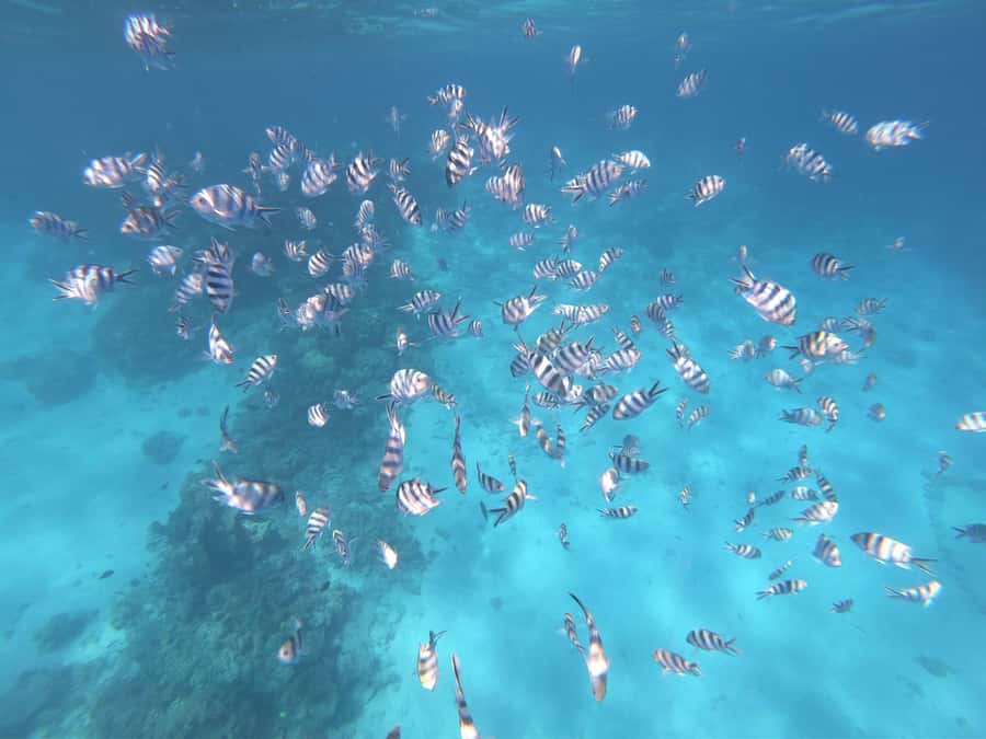 Tahiti island: 4 hours Snorkeling Tour - Springs, coral, and the chance to swim near turtles