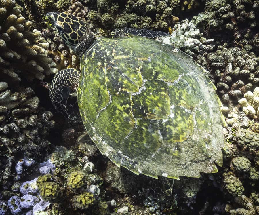 Tahiti island: 4 hours Snorkeling Tour - How safe and easy does the snorkeling feel?