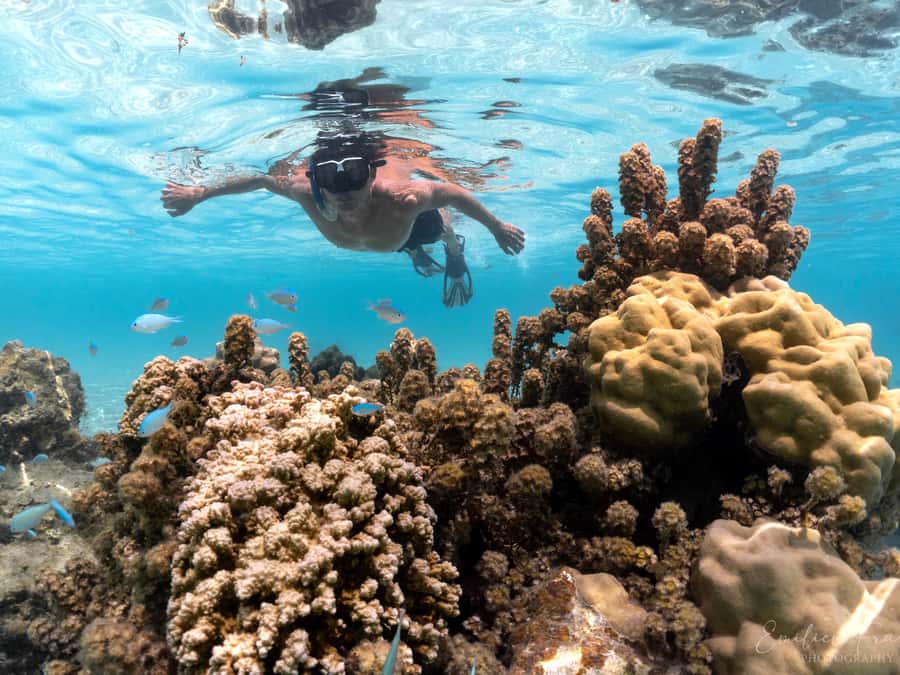 Tahiti island: 4 hours Snorkeling Tour - Pickup details can affect the value
