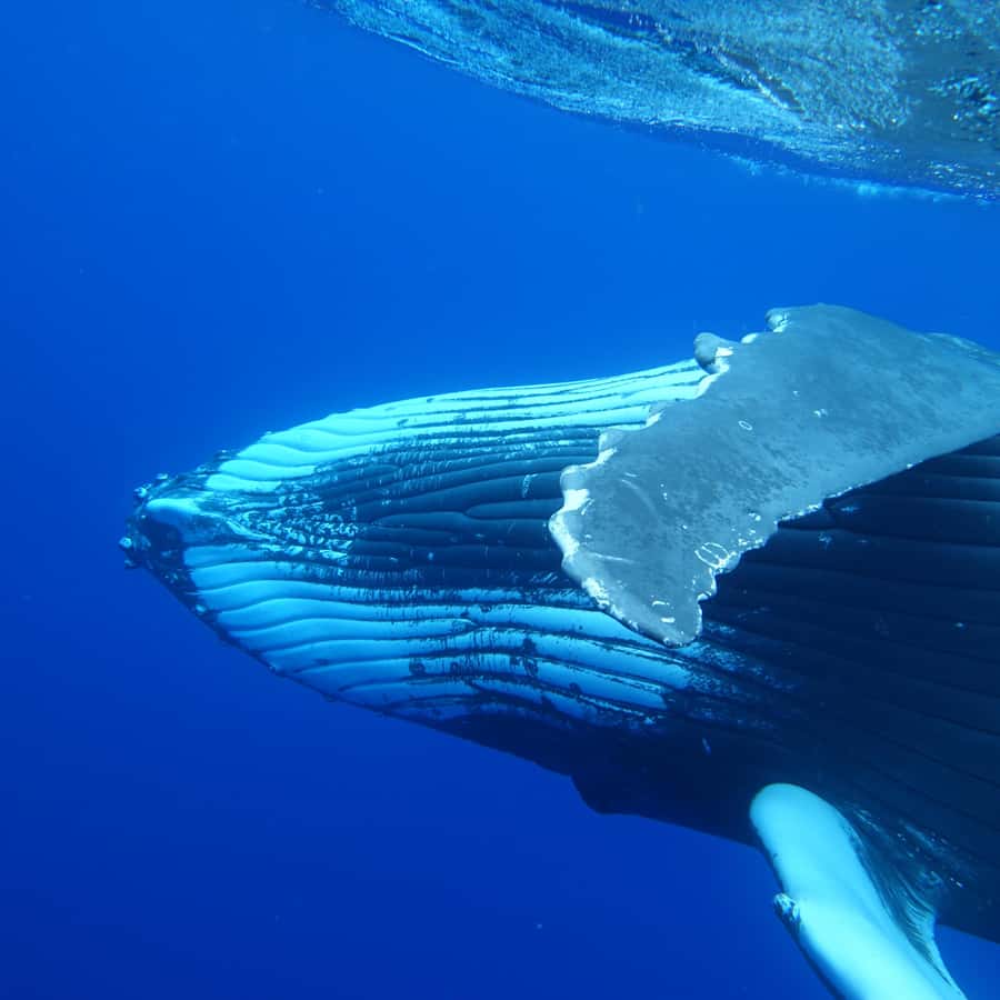 Tahiti island: Whale watching Experience - Five hours gives you a proper search for whales
