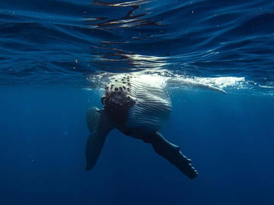 Tahiti island: Whale watching Experience - The possible swim is special, but not automatic
