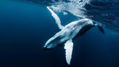 Tahiti island: Whale watching Experience