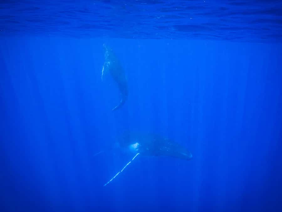Tahiti island: Whale watching Experience - Snorkeling, dolphins, and the wider marine outing