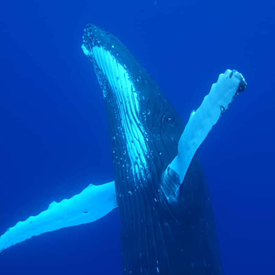 Tahiti island: Whale watching Experience - The boat ride and the open-water reality