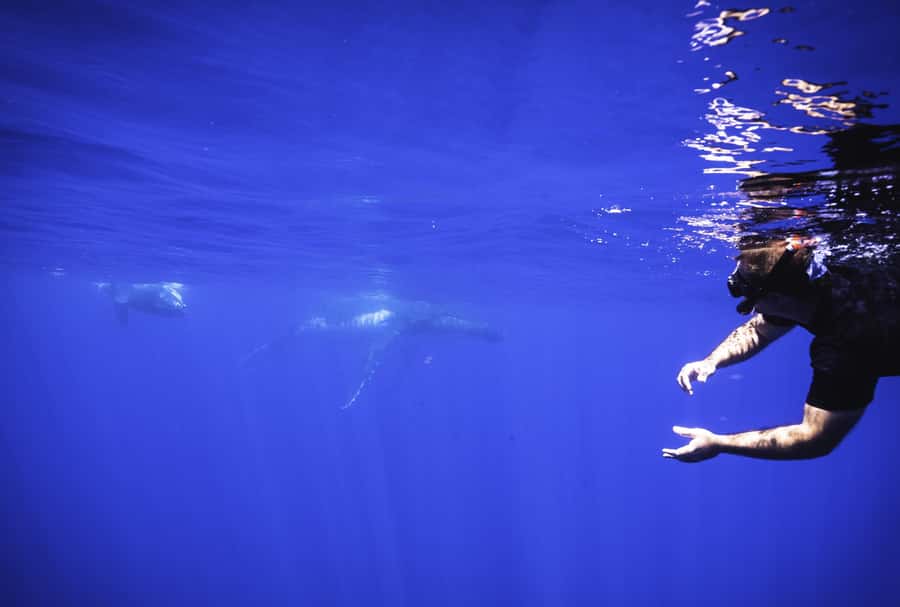 Tahiti island: Whale watching Experience - Best time to schedule this Tahiti whale trip