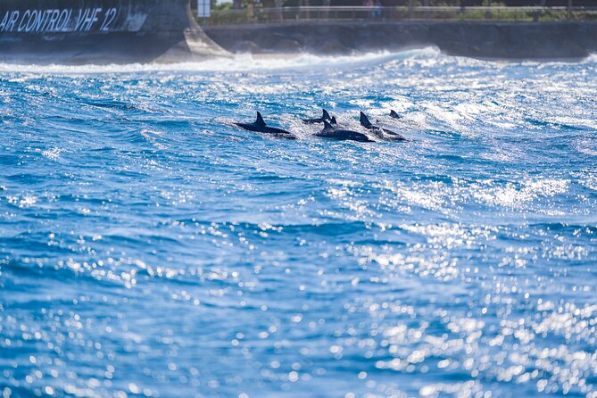 Tahiti Lagoon Snorkeling and Lunch Boat Tour (6 pax max) - The freshwater spring at Sapinus