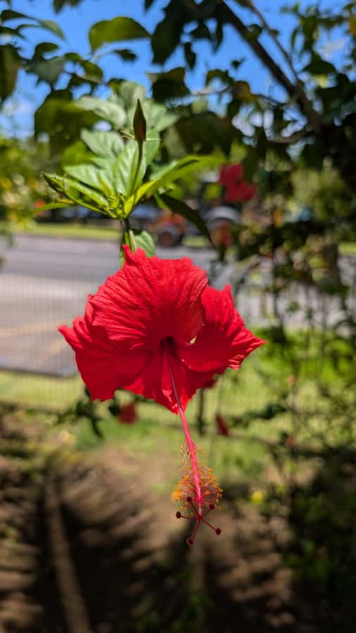 Tahiti: Northeast Coast Waterfalls&Viewpoints Half Day Tour - Pointe Tapahi and Tahiti’s black sand