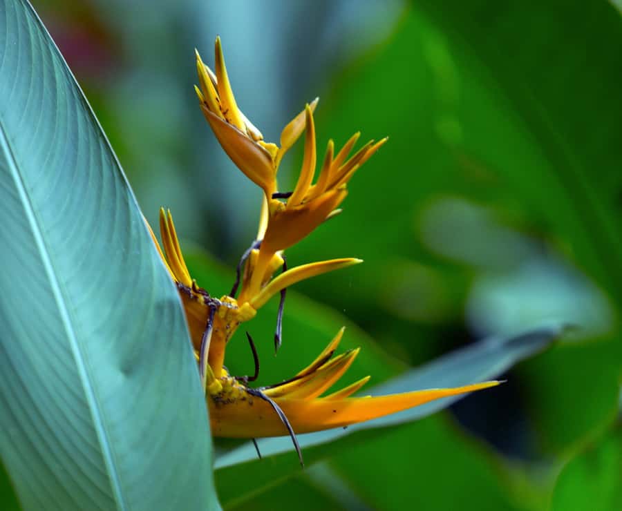 Tahiti: Private Half Day Culture and Nature Highlights Tour - Flowers and streams at Vaipahi Water Gardens