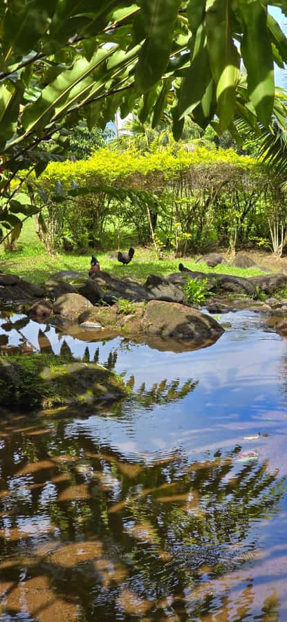 Tahiti: Private Half Day Culture and Nature Highlights Tour - Faarumai Waterfall in the valley