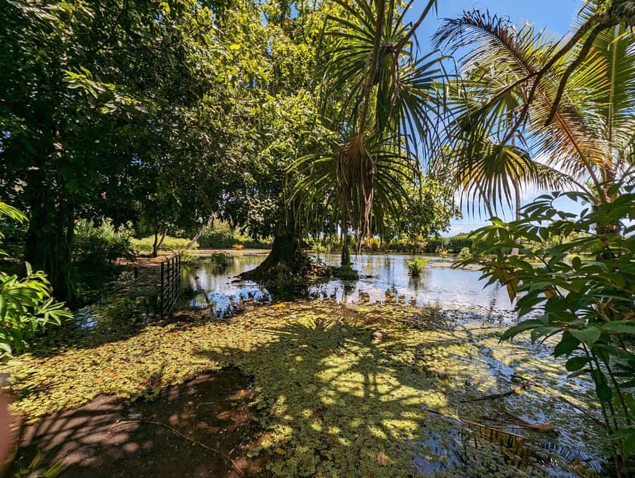 Tahiti Private Half Day Tour. Nature, history and culture - A cool pause at Mara’a Grotto