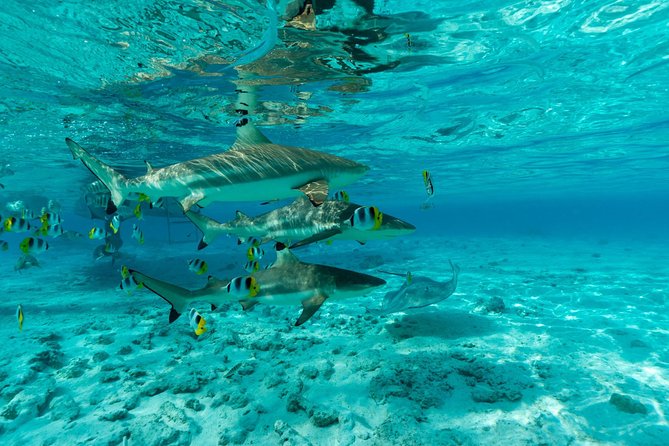 Toa Boat Bora Bora Private Lagoon tour On Ambassador Boat - Why a private Toa Boat changes the day