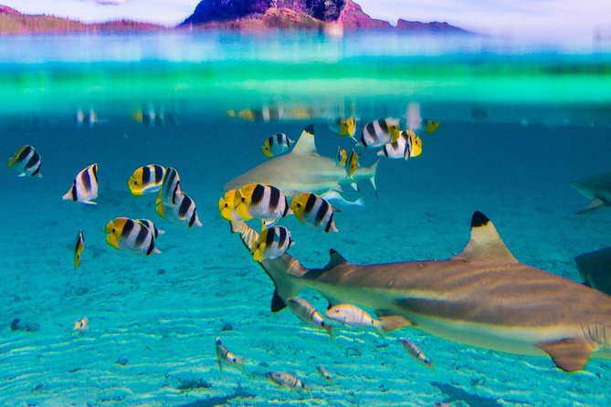 Toa Boat Bora Bora Private Lagoon Tour On Entertainer Bar Boat - Booking Timing and Cancellation Rules