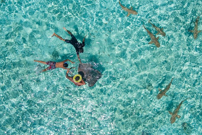 Toa Boat Bora Bora Private Lagoon tour On Majestic Pontoon Boat - Snorkeling Among Fish, Rays, Sharks, And Coral