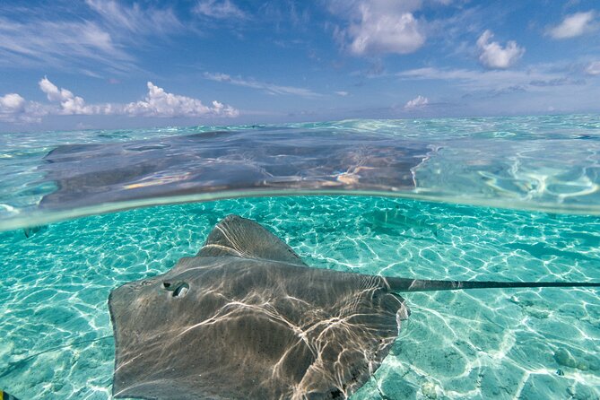 Toa Boat Bora Bora Private Lagoon tour On Majestic Pontoon Boat - What $500 Per Person Really Buys