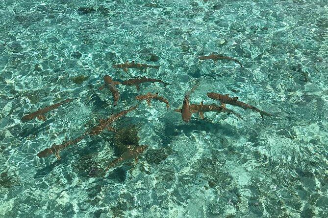 Toa Boat Bora Bora Private Lagoon tour with Lunch on Entertainer Bar Boat - Champagne, local beer, and a relaxed boat mood
