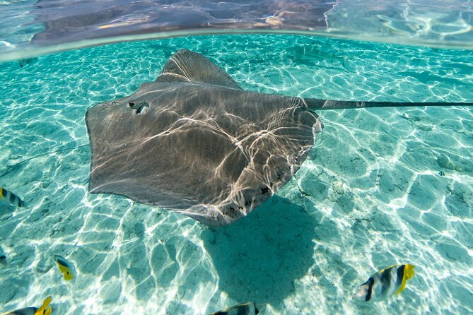 Toa Boat Bora Bora Private Lagoon tour with Lunch On Majestic Pontoon Boat - Who will enjoy this Bora Bora boat day