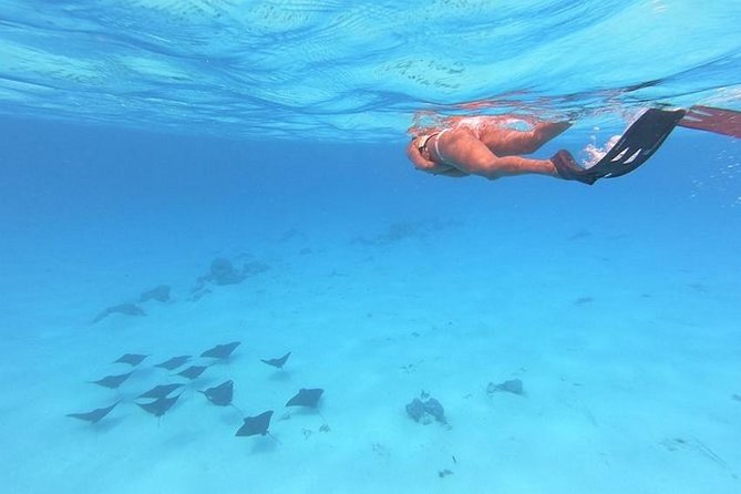 Tohora Bora Bora Snorkeling Lagoon Tours - Why this lagoon tour is worth considering
