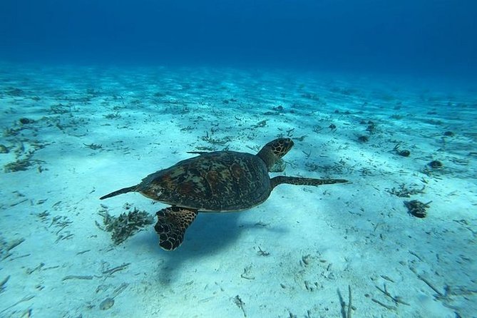 Tohora Bora Bora Snorkeling Lagoon Tours - Three and a half hours on Bora Bora’s lagoon