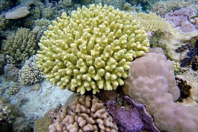 Tohora Bora Bora Snorkeling Lagoon Tours - Help for swimmers who need extra confidence