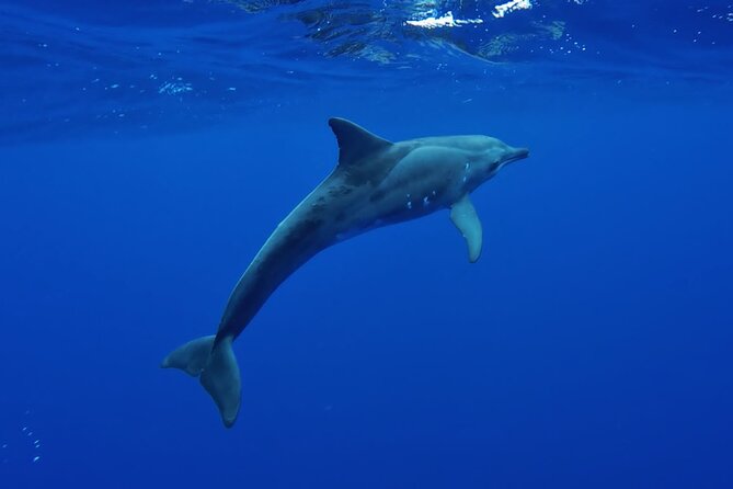 Want to escape? Treat yourself to a snorkeling session in Tahiti! - Swimming near Sapinus turtles