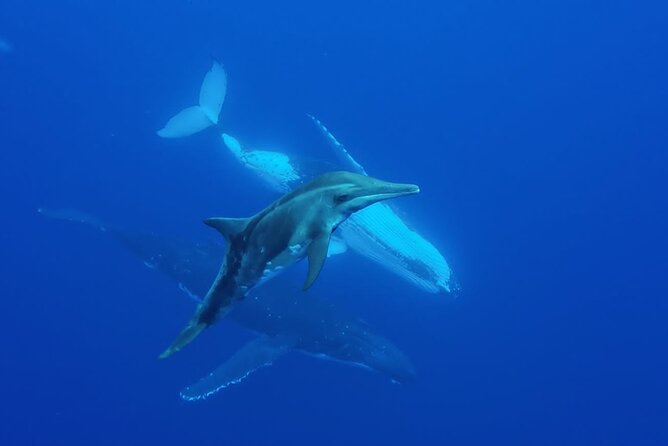 Want to escape? Treat yourself to a snorkeling session in Tahiti! - The guide and the feel of a private outing