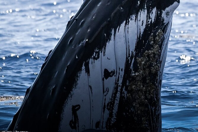 Watch and Swim with Humpback Whales in Moorea - The experience at a glance