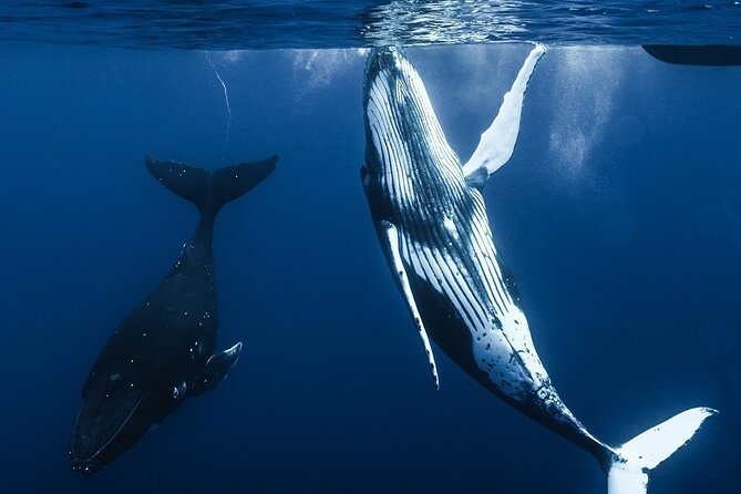 Watch and Swim with Humpback Whales in Moorea - A four-hour boat outing with room to breathe