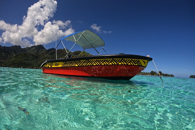 Watch and Swim with Humpback Whales in Moorea - Entering the water near the whales